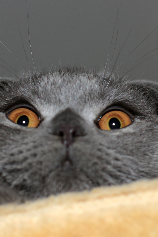 Игривый серый шотландский вислоухий кот