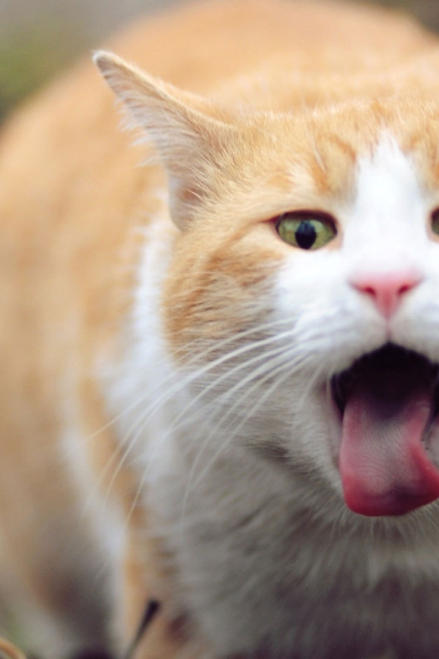 Рыжий кот и язык