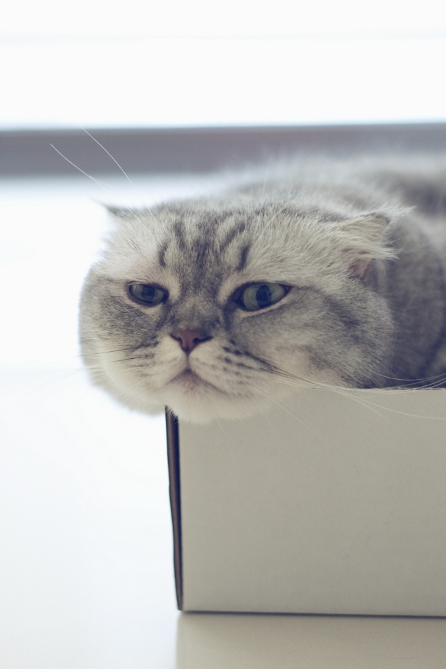 Шотландский вислоухий кот в коробке