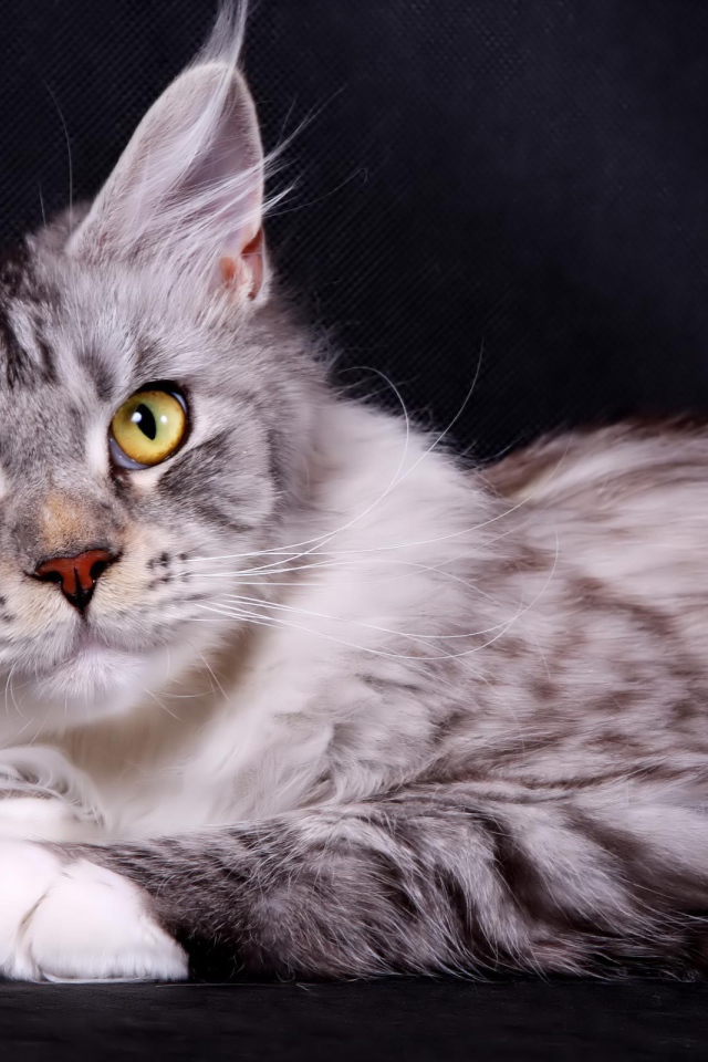 Серебристый кот мейн-кун на тёмном фоне