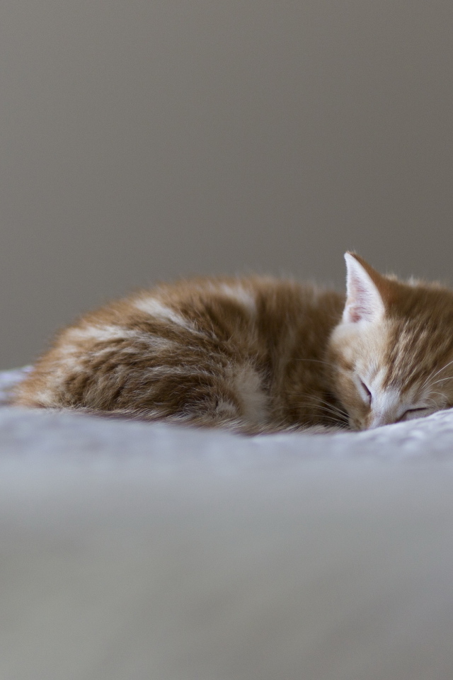 Маленький красивый рыжий кот видит десятый сон
