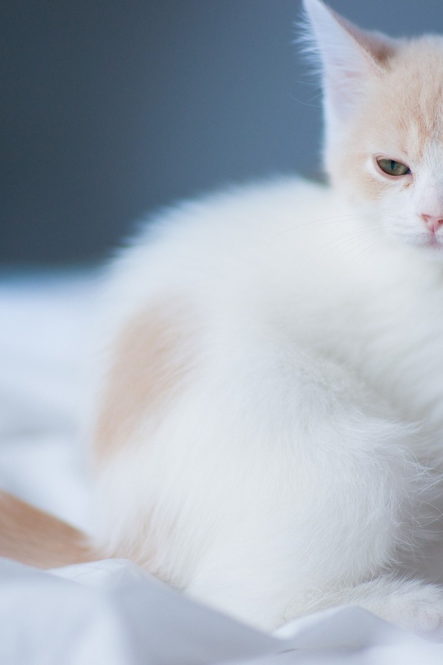Маленький белый сонный кот