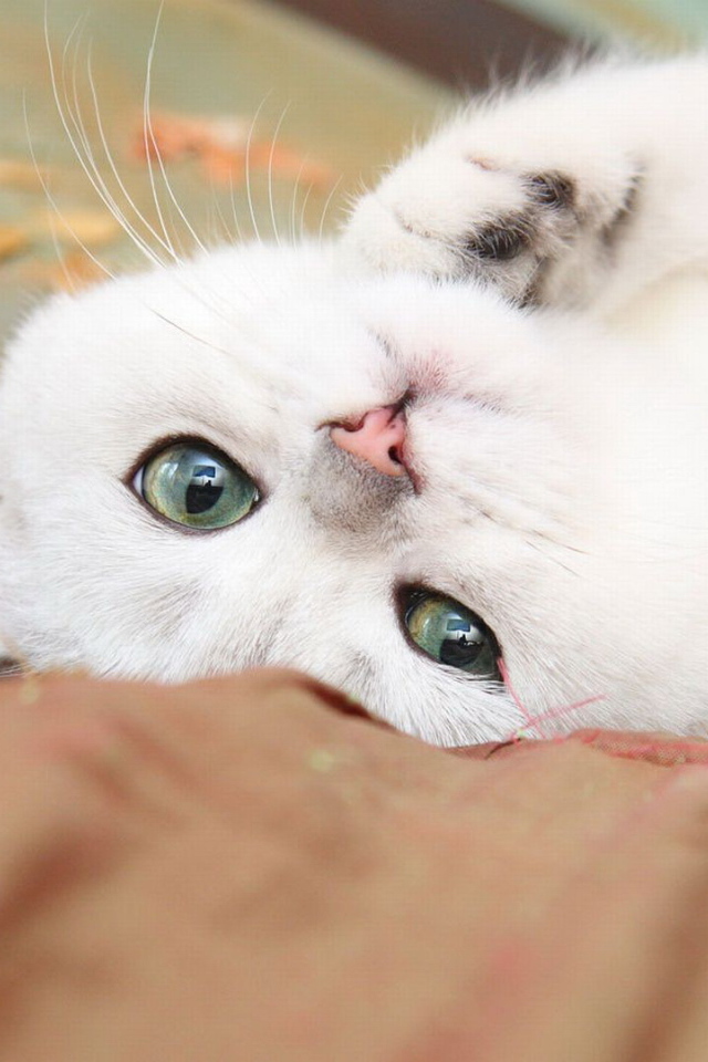 Нежный белый кот