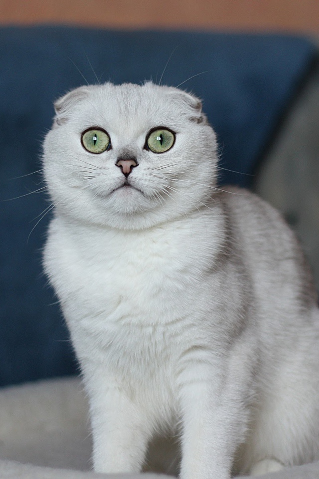 Белый шотландский вислоухий кот с зелёными глазами