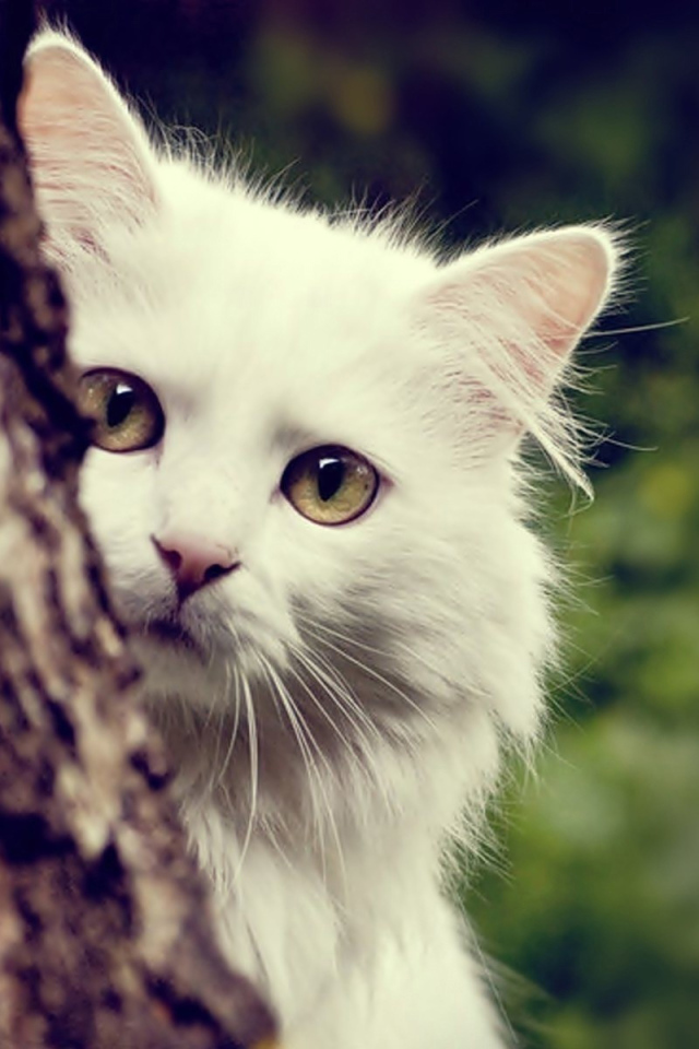 Белый кот спрятался за деревом