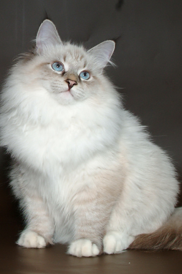 Молодой красивый сибирский кот позирует