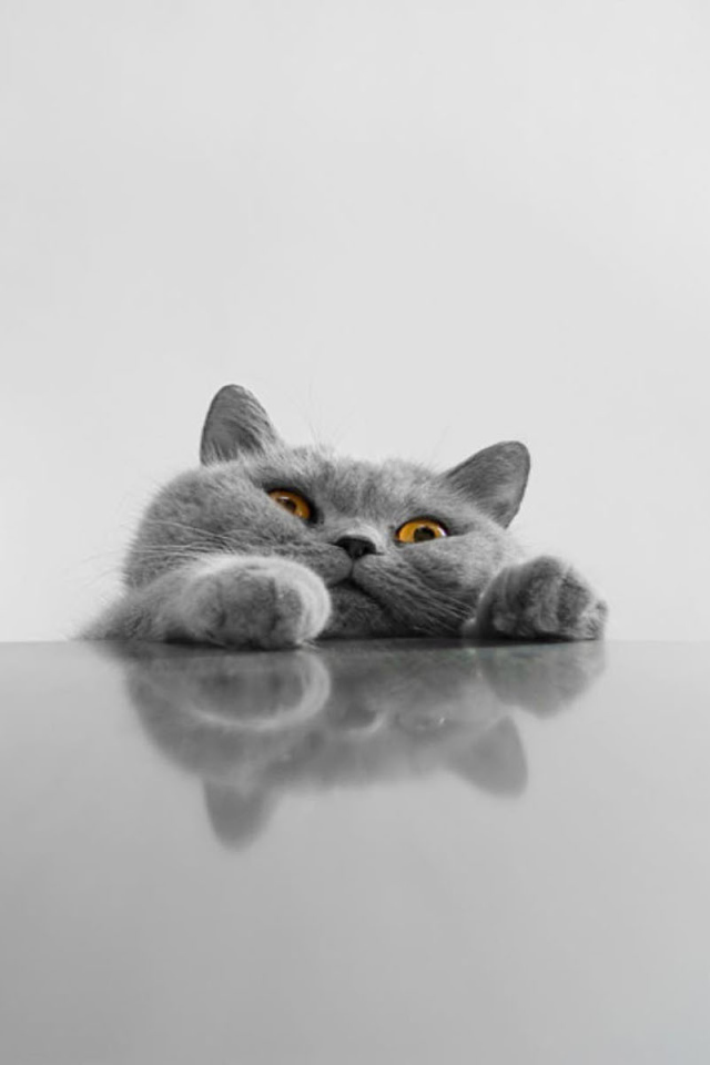 Толстый серый смешной кот