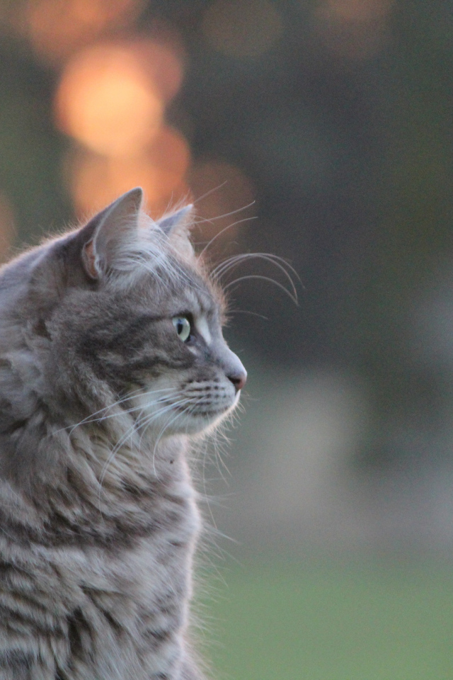 Серый пушистый кот на природе