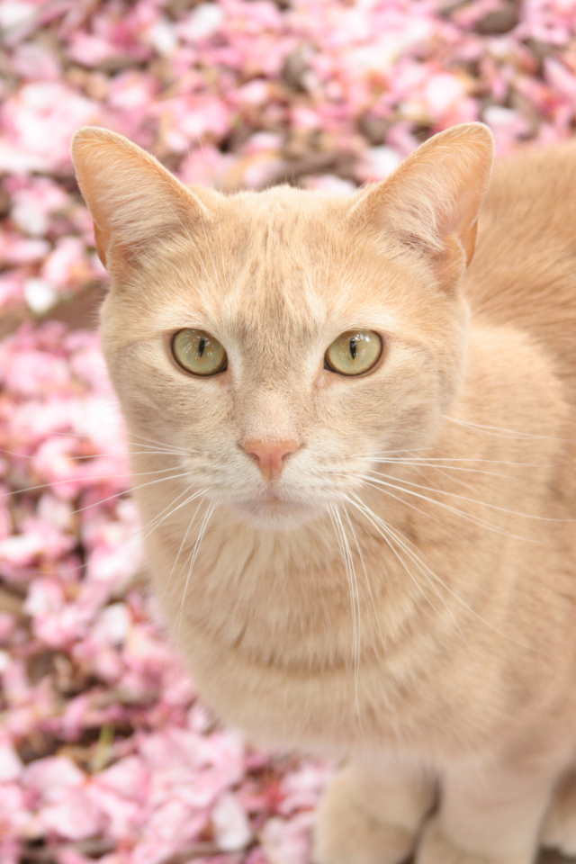 Рыжий кот в розовых цветах