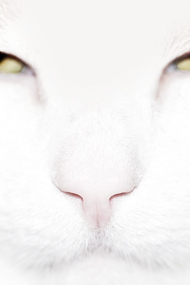 Серьёзный белый кот крупным планом
