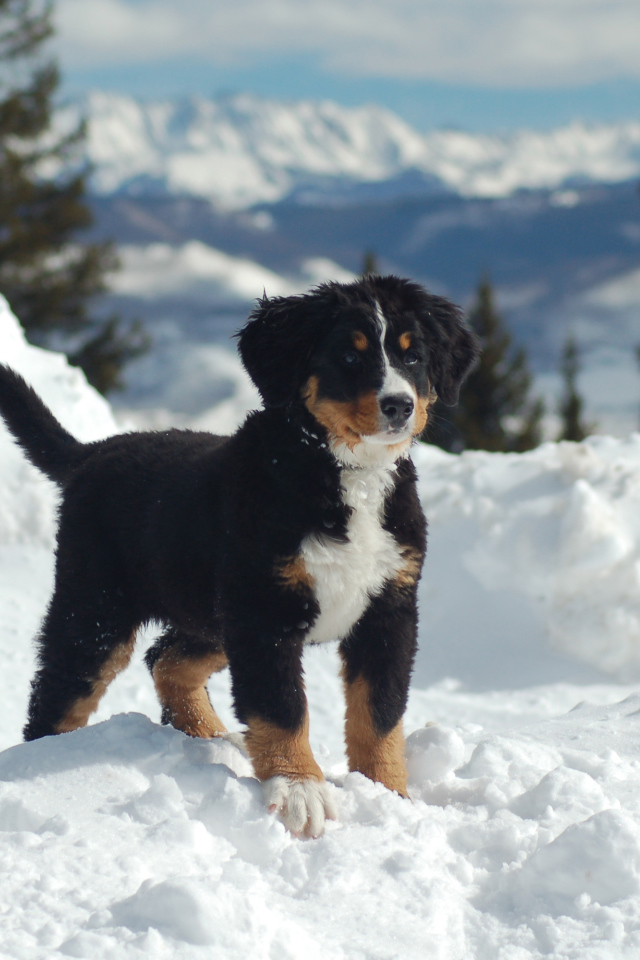 Щенок бернской пастушьей собаки на снегу