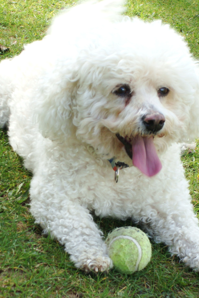 Собака породы бишон-фриз лежит на лужайке с мячом