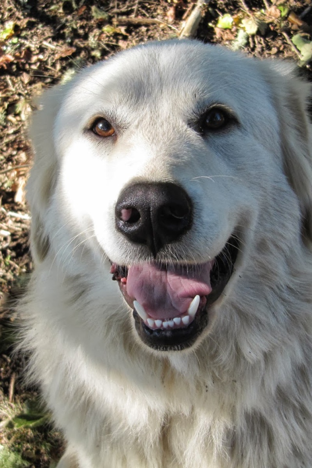 Портрет счастливой большой пиренейской собаки