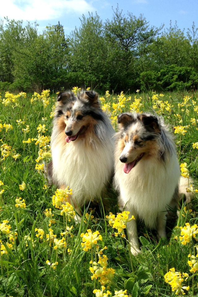 Две красивые собаки породы шелти в цветах