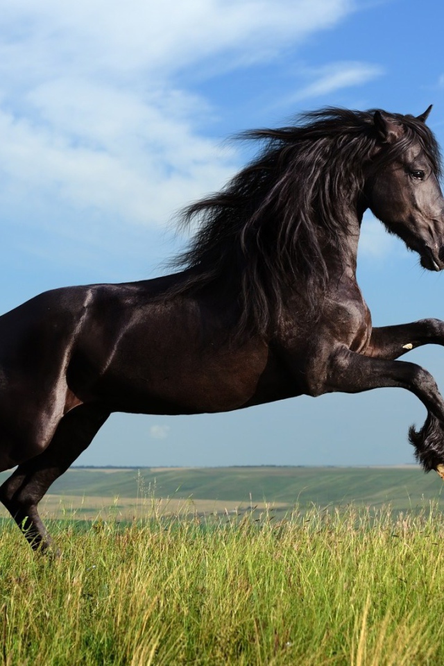 Красивая чёрная лошадь