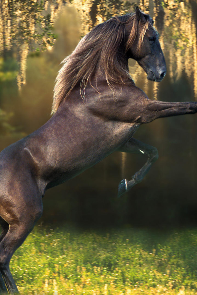Beautiful breeds of horses