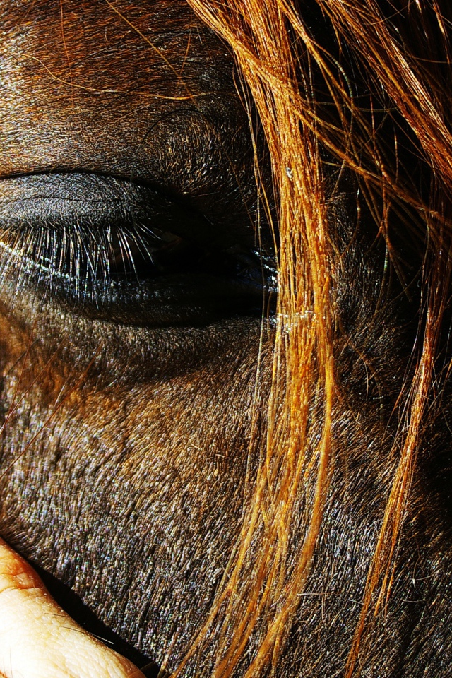 Глаза лошади