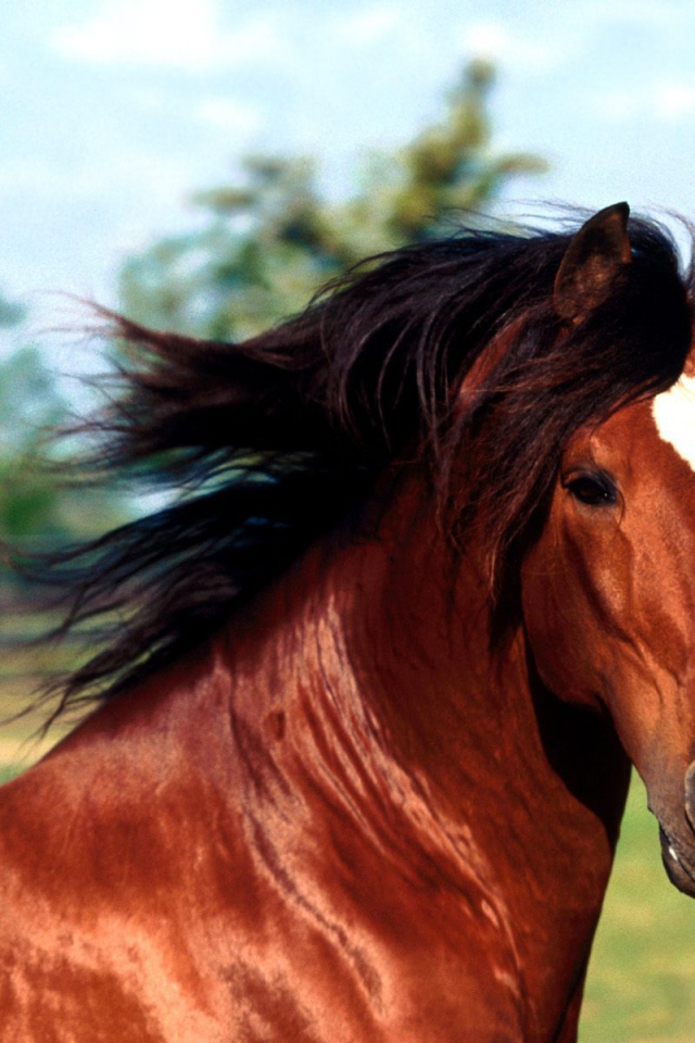 Изображение лошади