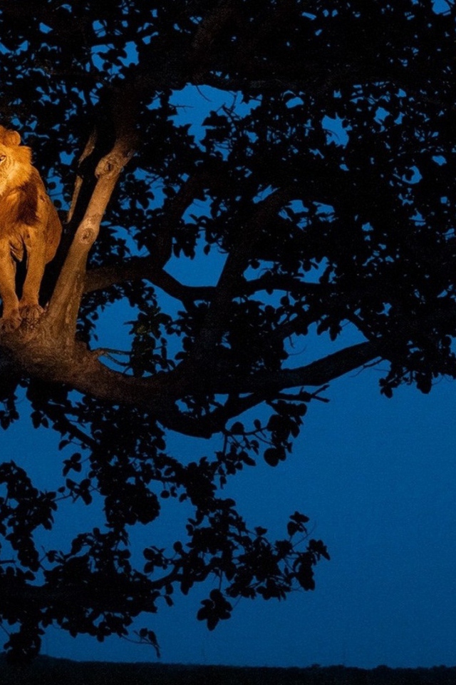 Лев сидит на дереве