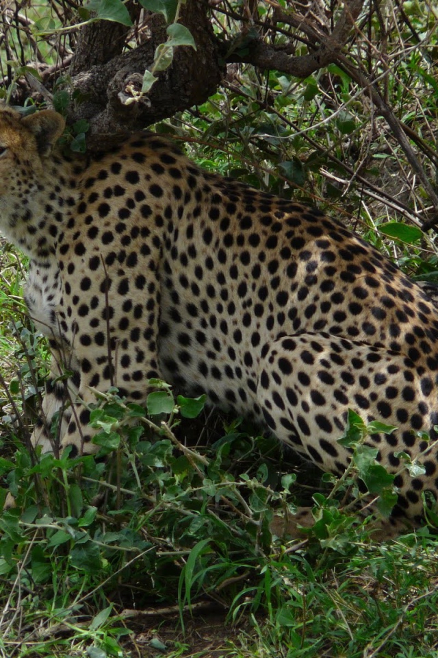 Животные кошачьей породы гепард