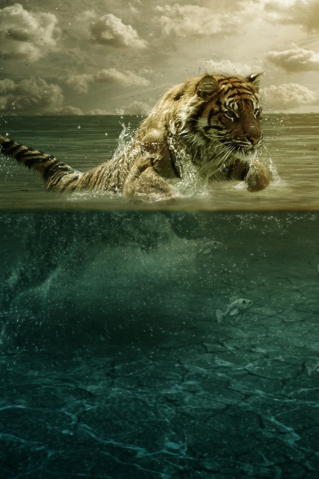 Тигр ловит рыбу