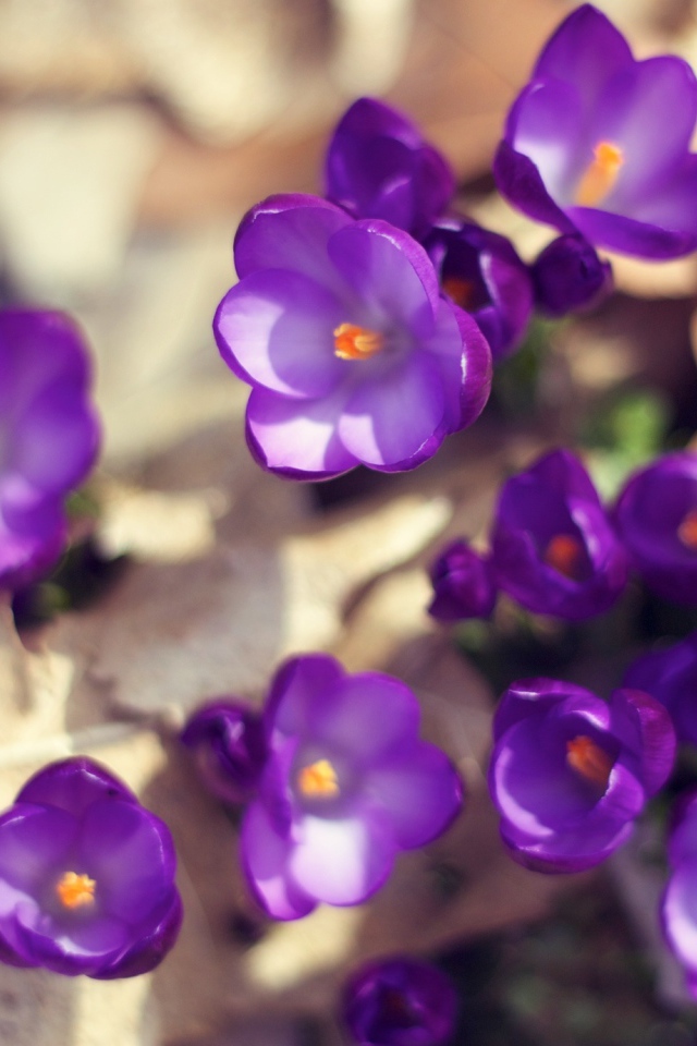 Цветут Фиолетовые крокусы