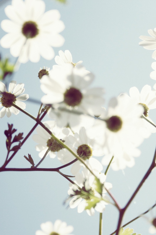 Весенние белые цветы