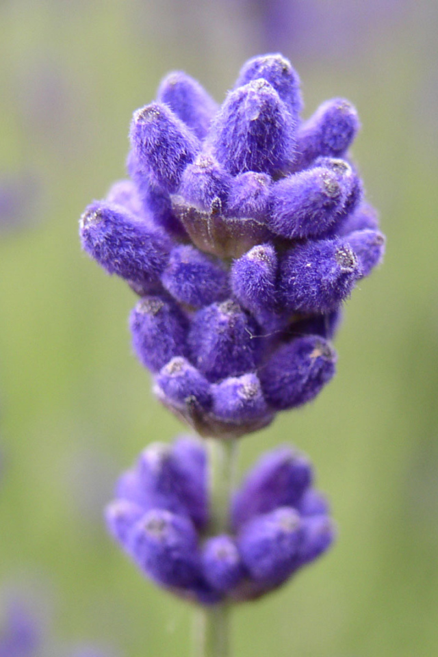 Синие пушистые цветы