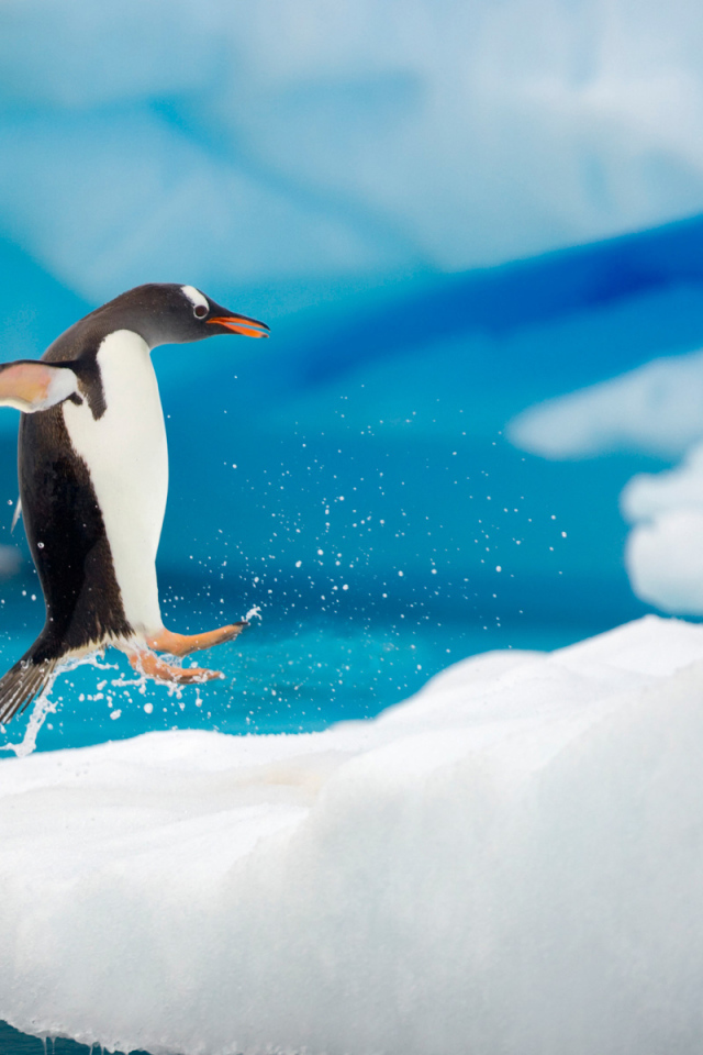 Пингвин выпрыгнул из воды