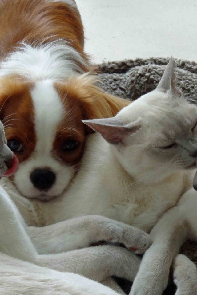 Собака и тонкинские кошки