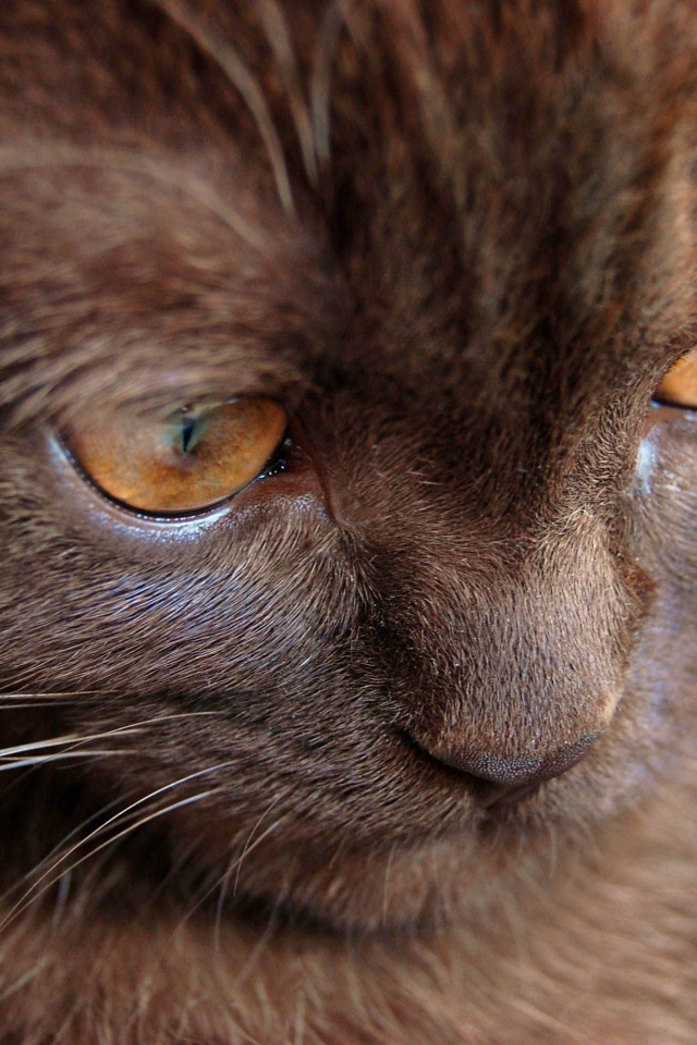 Котенок йоркской шоколадной кошки