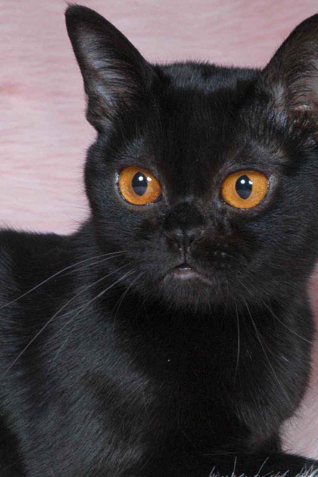 Котенок породы бомбейская кошка