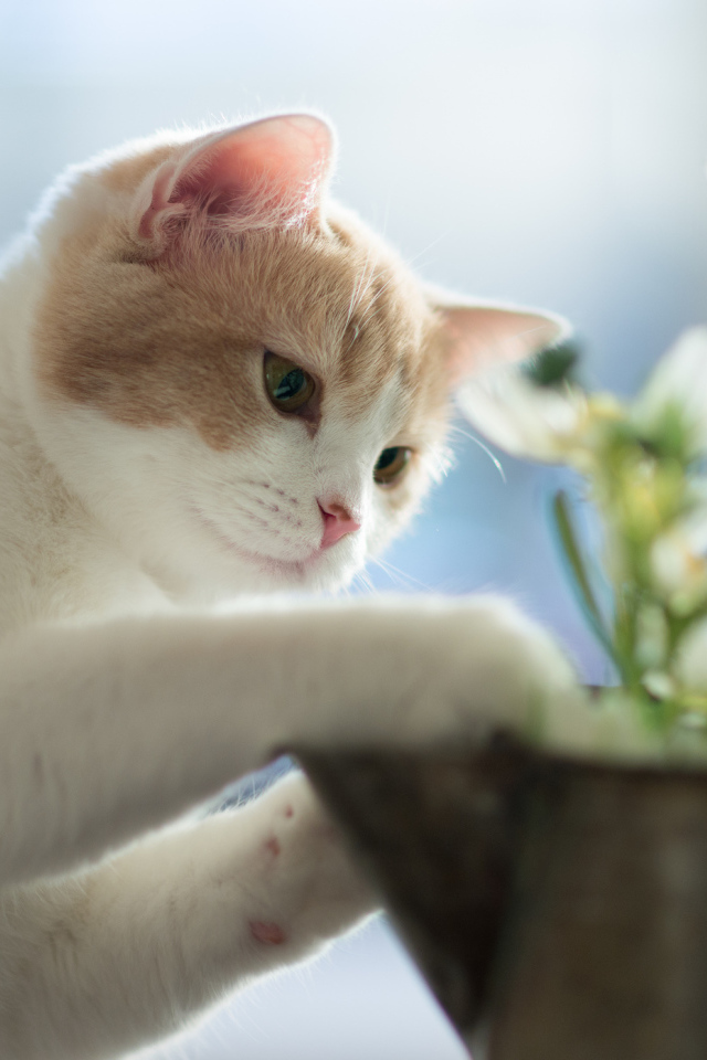 Котенок играет цветками