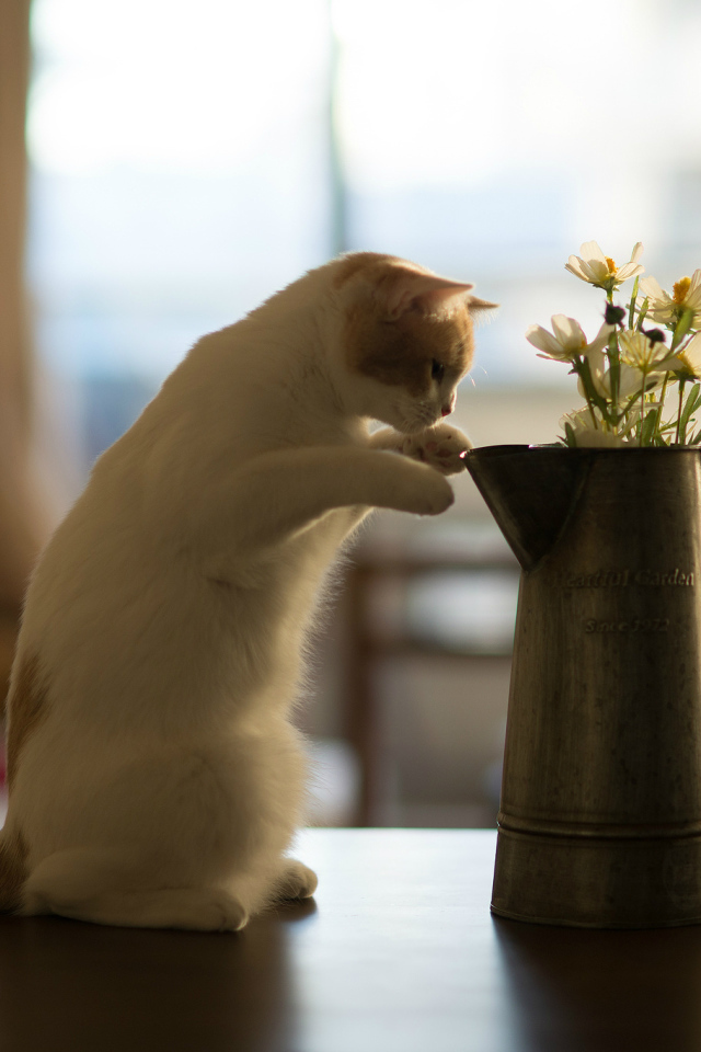 Kitten sniffs flowers