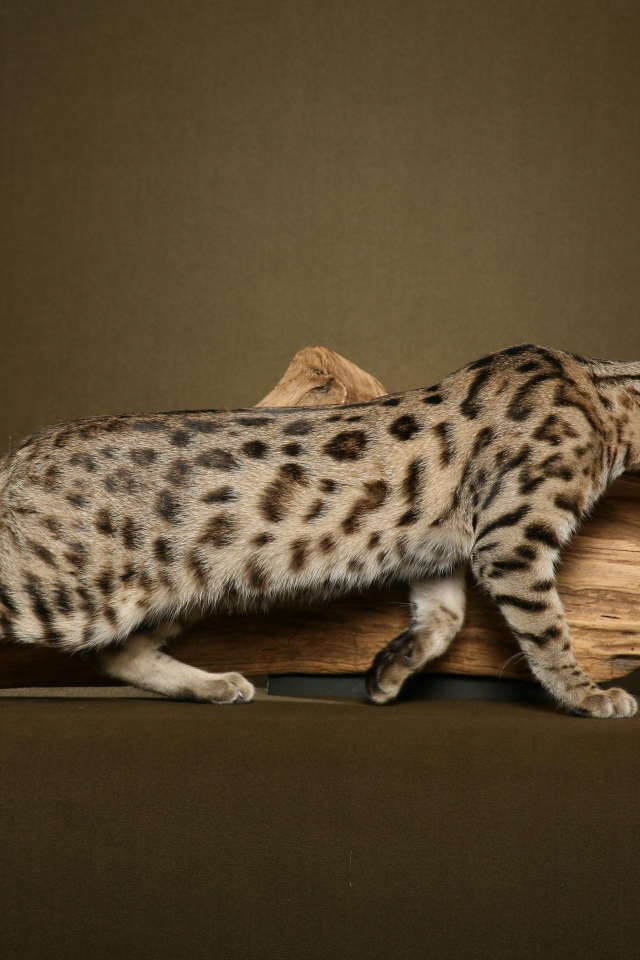 Savannah cat from dry branches