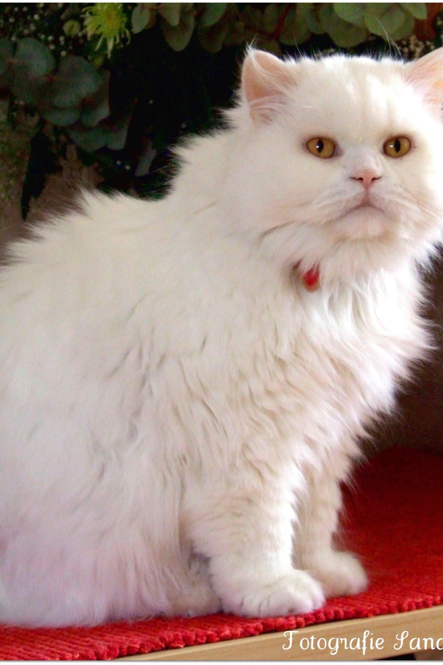 Белая британская длинношерстная кошка