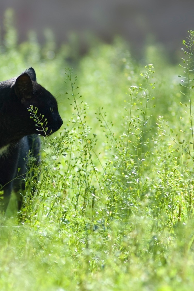 Черный кот в зеленой траве