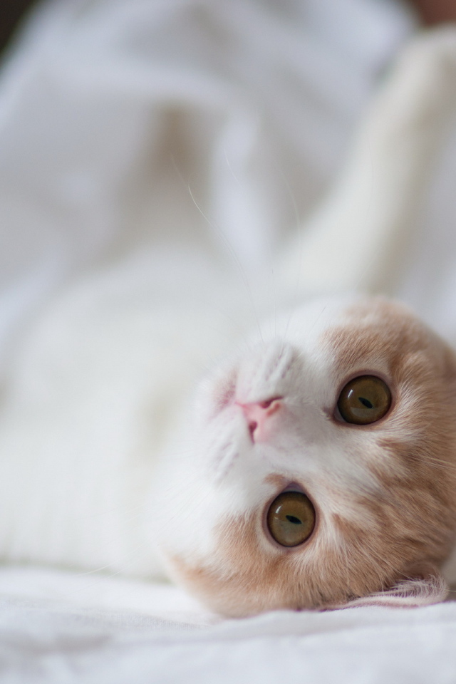 Котенок на белой постели