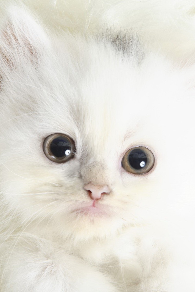 Белый котенок с черными глазами