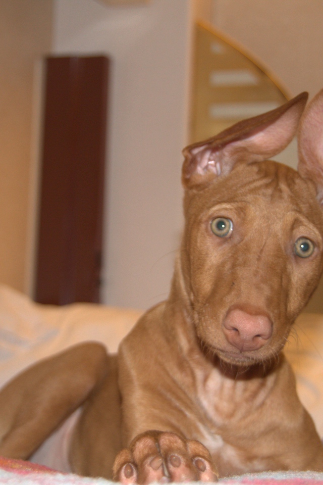 Забавные уши у фараоновой собаки