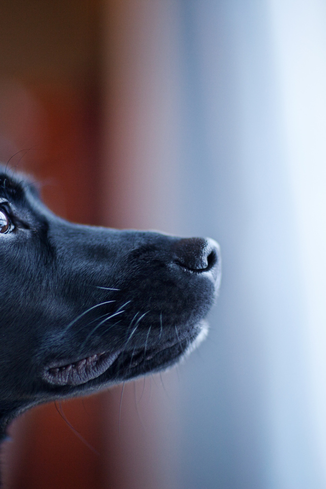 Портрет черной собаки