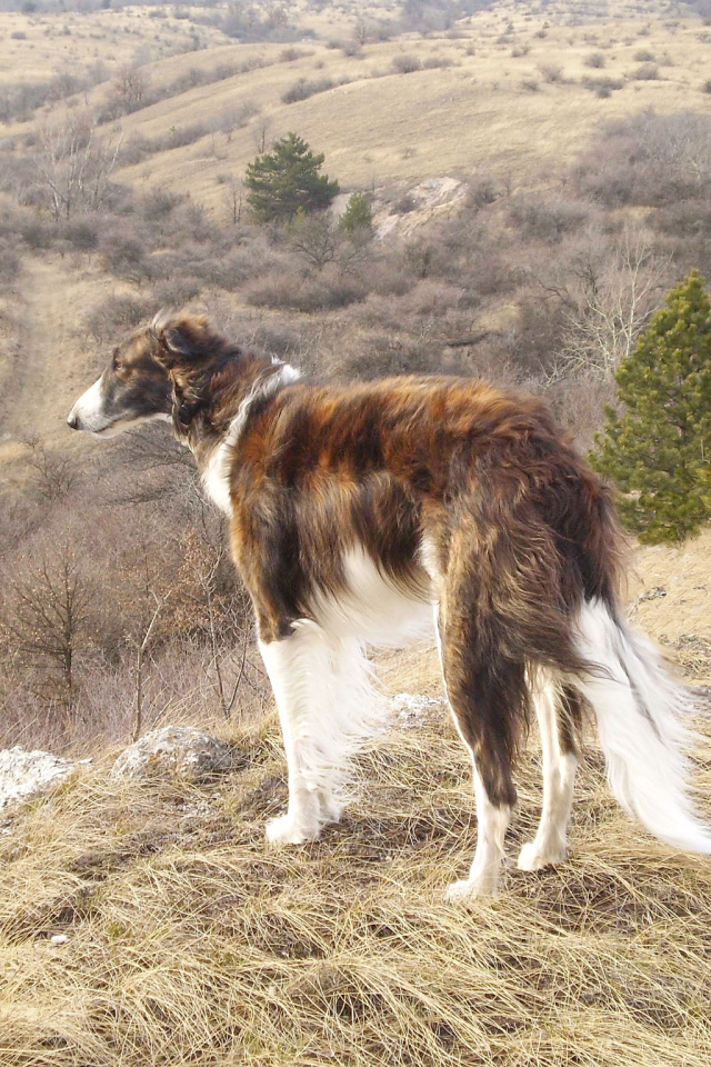 Русская борзая собака в горах