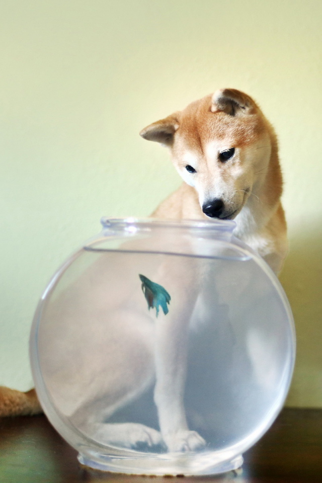 Собака у аквариума