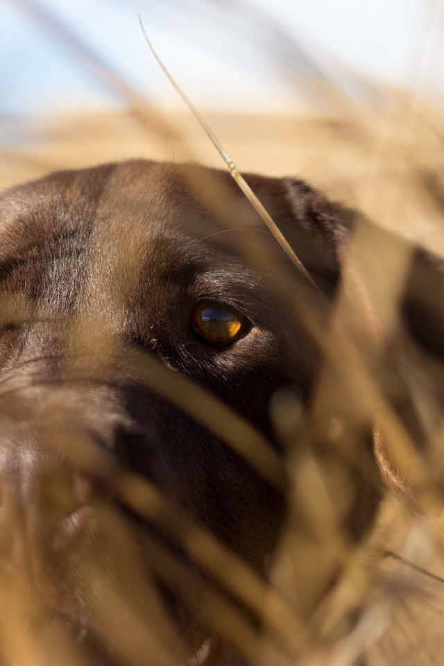 Собака спряталась в траве