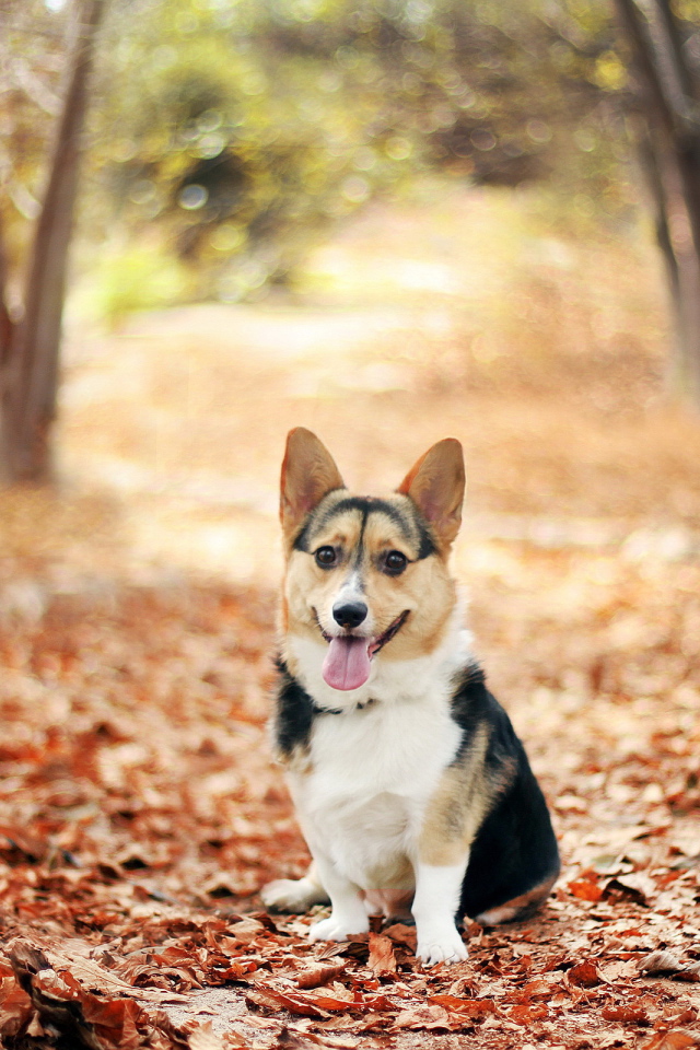 Собака на осенних листьях
