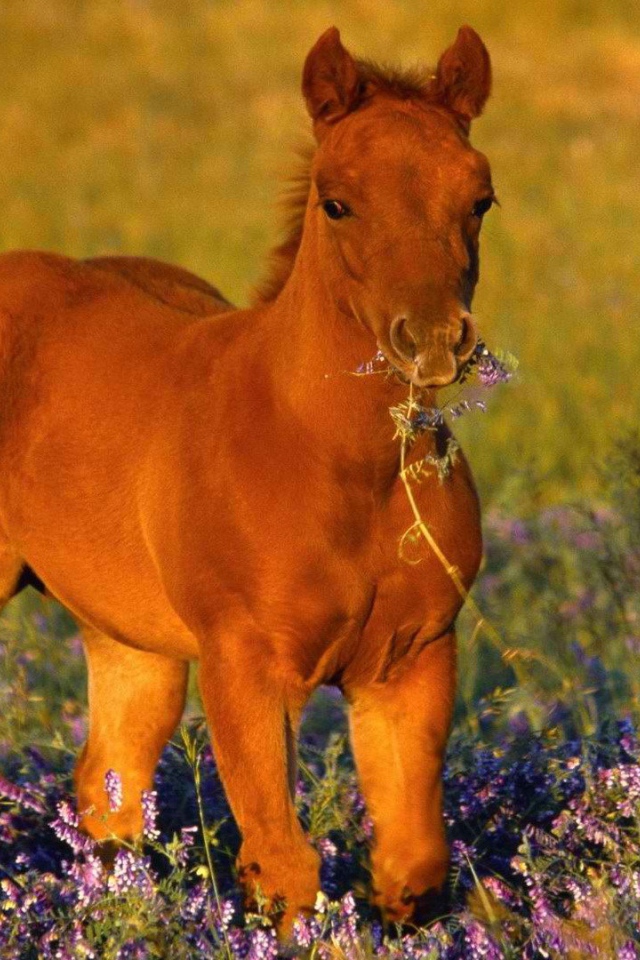 Лошадь с цветком