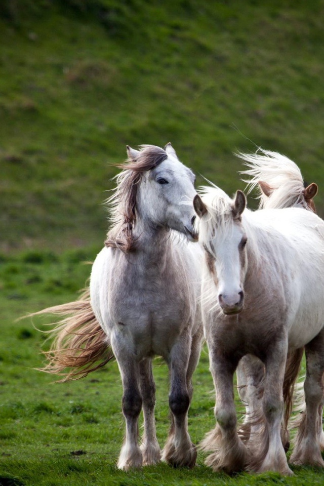Тройка белых лошадей