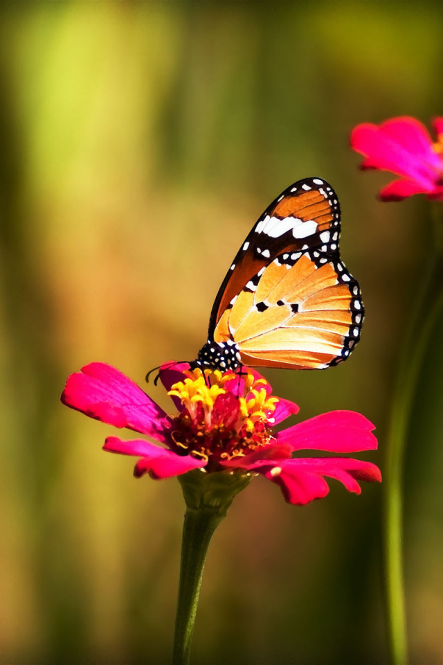 Бабочка на красном цветке