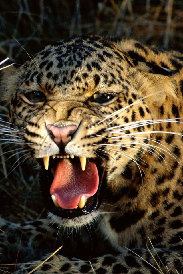 Агрессивный леопард