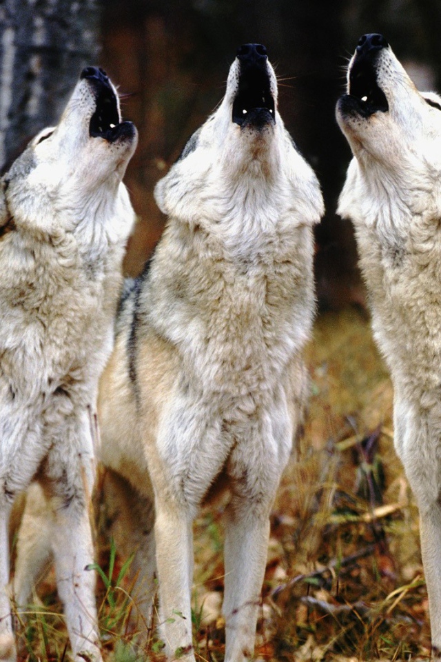 Трио волков